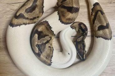 Ball Pythons kaufen und verkaufen Photo: Bestandsverkleinerung Königspython