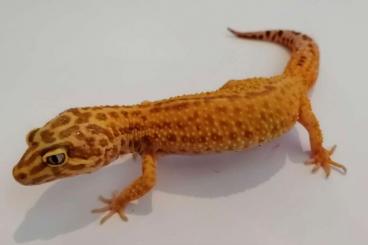 Geckos kaufen und verkaufen Foto: 2x Leopardgecko 2019 tangerine eclipse