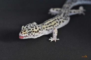 Geckos kaufen und verkaufen Foto: Black Nights Leopardgecko