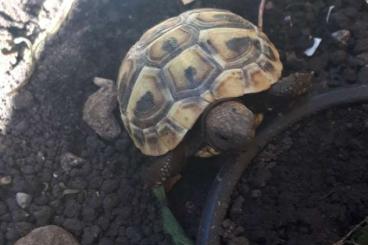 Landschildkröten kaufen und verkaufen Foto: Griechische Landschildkröten