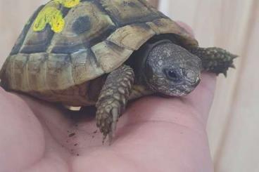 Landschildkröten kaufen und verkaufen Foto: Griechische Landschildkröten