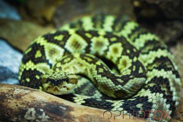 Venomous snakes kaufen und verkaufen Photo: Crotalus m. molossus „Mt. Lemmon“ / Crotalus tortugensis