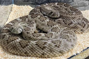 Giftschlangen kaufen und verkaufen Foto: 1.1 Crotalus tortugensis, cb 2017