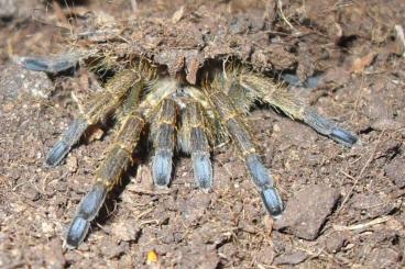 Spinnen und Skorpione kaufen und verkaufen Foto: Chilobrachys Idiothele Lyrognathus Heteroscodra Psalmopoeus 