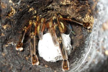 Spinnen und Skorpione kaufen und verkaufen Foto: Idiothele Phidippus Ybyrapora Lyrognathus Heteroscodra 