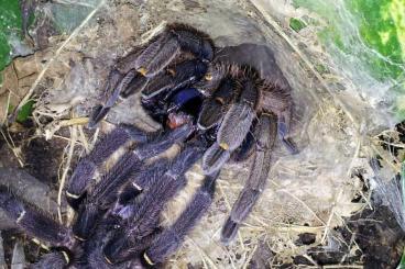 Spinnen und Skorpione kaufen und verkaufen Foto: Chilobrachys Ephebopus Lyrognathus Psalmopoeus