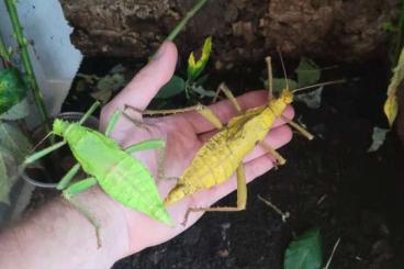 Insekten kaufen und verkaufen Foto: Eucorydia Siliquofera Heteropteryx Platymeris