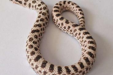 Snakes kaufen und verkaufen Photo: 1.0 Super Arctic Heterodon nasicus, Hognose, Hakennasennatter