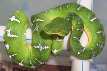 Schlangen kaufen und verkaufen Foto: Corallus caninus - Emerald Tree Boa