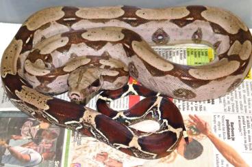 Boas kaufen und verkaufen Photo: Boa c. constrictor Guyana