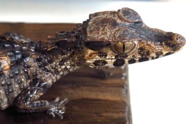 andere Echsen kaufen und verkaufen Foto: Paleosuchus trigonatus - Smooth-fronted caiman