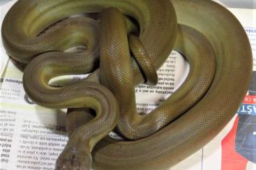 Snakes kaufen und verkaufen Photo: 1,1 Apodora papuana - subadult - 2000,- EURO/pair