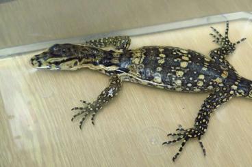 Monitor lizards kaufen und verkaufen Photo: Varanus doreanus and salvator Sumbawa