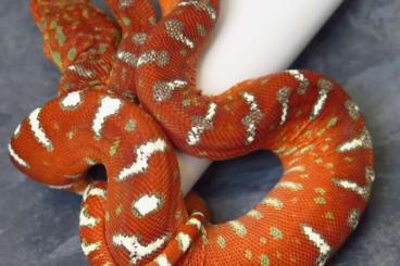 Boas kaufen und verkaufen Photo: Corallus caninus Guyana, 