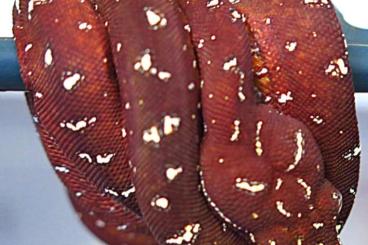 Pythons kaufen und verkaufen Photo: Morelia viridis - locality crossing Pythons kaufen und verkaufen Photo: Morelia viridis - locality crossing
