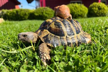 Tortoises kaufen und verkaufen Photo: Griechische Landschildkröte männlich 