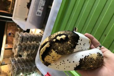 Snakes kaufen und verkaufen Photo: 1.0 Poss. Paradox Pastelpiebald & 0.1 Bumblebee het albino 