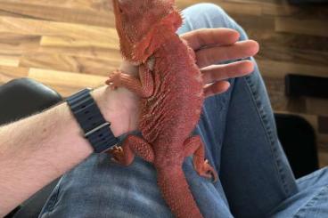 Bearded dragons kaufen und verkaufen Photo: Bartagame Red Monster 1.0.0 17 Monate alt
