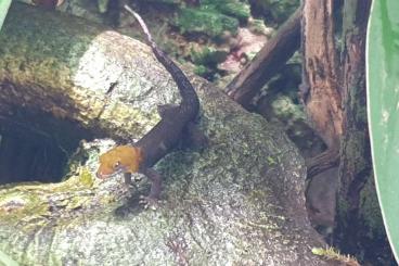 Geckos kaufen und verkaufen Foto: Biete mehrere Päärchen Gonatodes Albogularis Fuscus 