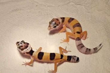 Geckos kaufen und verkaufen Photo: Zwei Leopardgeckos abzugeben 