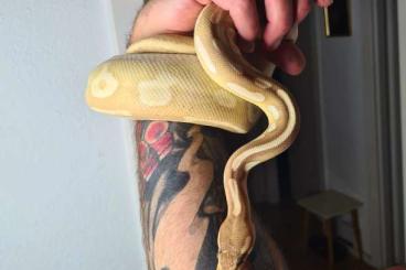 Königspythons kaufen und verkaufen Foto: 0.1 Python Regius, Banana Mojave Leopard pos het Ghost/Piebald