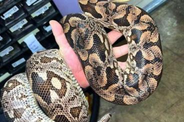 Boas kaufen und verkaufen Photo: 1.0 Südliche Madagaskarboa