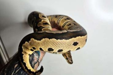 Ball Pythons kaufen und verkaufen Photo: 0.1 Python Regius Clown Head Tiger