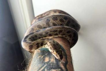 Pythons kaufen und verkaufen Foto: 1.0 Antaresia Maculosa / Gefleckte Python