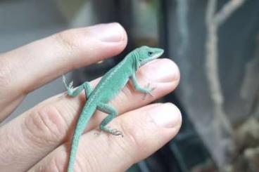 other lizards kaufen und verkaufen Photo: 1.2 Anolis Carolinensis NC