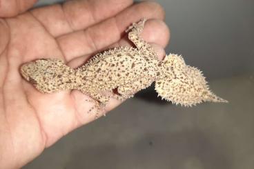 Geckos kaufen und verkaufen Foto: 1,1 Saltuarius salebrosus cb23 