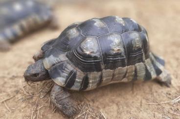 Agamen kaufen und verkaufen Foto: 0,0,1 Leiolepis guttata, 2022