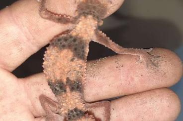 Geckos kaufen und verkaufen Foto: 2,4 Rhacodactylus leachianus Mt. Koghis cb 23,