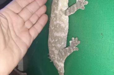 Geckos kaufen und verkaufen Foto: 2,2 Rhacodactylus leachianus Mt. Koghis cb 23,