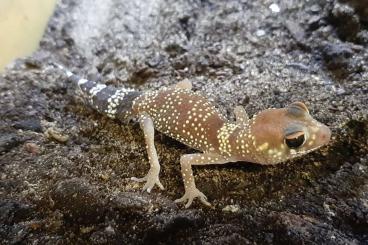 Geckos kaufen und verkaufen Foto: 2,2 Rhacodactylus leachianus Mt. Koghis cb 23,