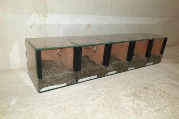 Enclosures kaufen und verkaufen Photo: Terrarienzeilen, je fünf Kammern