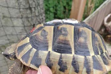 Landschildkröten kaufen und verkaufen Foto: Testudo hermanni hercegovinensis 2013 und 2014