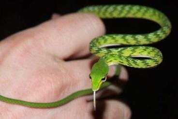 Snakes kaufen und verkaufen Photo: Looking for CB Ahaetulla Chrysopelea or Oxybelis