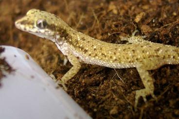 Lizards kaufen und verkaufen Photo: Feeder Geckos or lizards for snakes