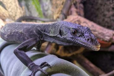 Monitor lizards kaufen und verkaufen Photo: Unrelated 1.1 DNZ (CB) Varanus beccarii 