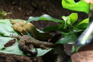 Geckos kaufen und verkaufen Photo: Futtergeckos / Feeder Geckos