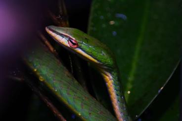 Snakes kaufen und verkaufen Photo: Looking for Ahaetulla or Chrysopelea