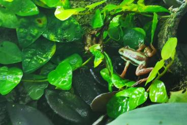 Poison dart frogs kaufen und verkaufen Photo: Epipedrobates  Antony  Nachzuchten 