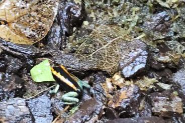 Pfeilgiftfrösche kaufen und verkaufen Foto: Phyllobates vittatus Nachzuchten 