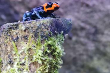 Poison dart frogs kaufen und verkaufen Photo: Ranitomeya benedicta shucushuyacu 