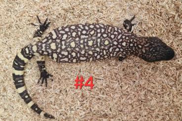 other lizards kaufen und verkaufen Photo: 0.0.4 Heloderma exasperatum CB2024