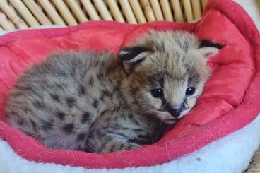 Exotische Säuger kaufen und verkaufen Foto: Afrikanischer Serval kitten female 