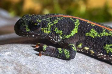 newts and salamanders kaufen und verkaufen Photo: Marmormolche/Triturus marmoratus