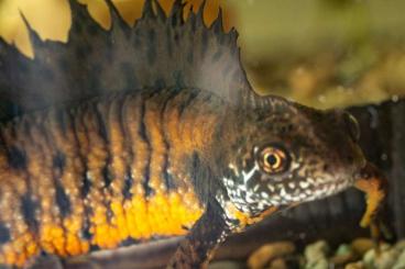 Newts kaufen und verkaufen Photo: Donau-Kammmolche/Triturus dobrogicus