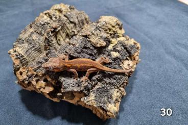 Geckos kaufen und verkaufen Photo: Gargoyle geckos - Rhacodactylus auriculatus