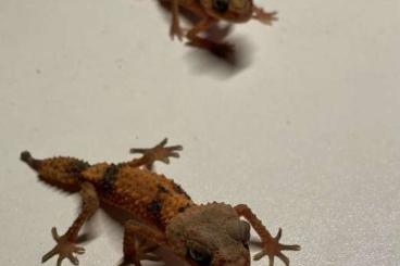 Geckos kaufen und verkaufen Photo: Nephrurus cinctus 1.1                                                 